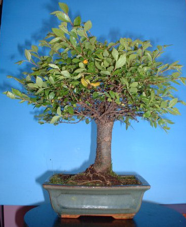 elm bonsai